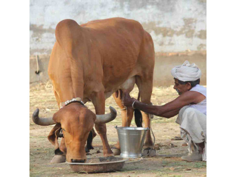 Польза коровьего молока и сыра