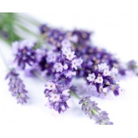 Гідролат Лаванди (Hydrolate Lavender), 100 мл