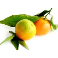 Гідролат Лайма (Lime Hydrolate), 100 мл